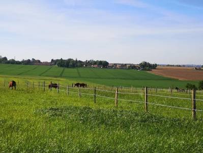 Haras des cosmiques