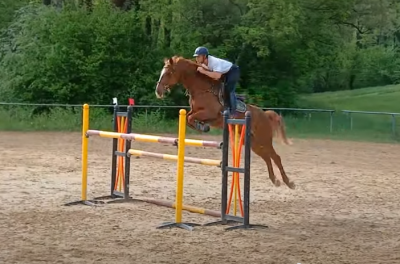 Cavalla sella francese in vendita 2018 sauro , heritage fortunus