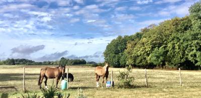 Pension chevaux au pré - 17 gemozac 