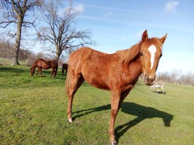 Quarter horse