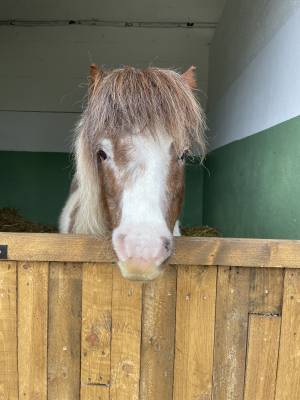 Dicky - Shetland Pony 2013