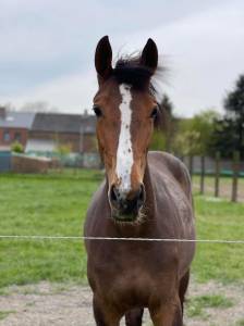 Merrie belgisch sportpaard te koop 2020 donker bruin / bai ,  jasco du bourbecq