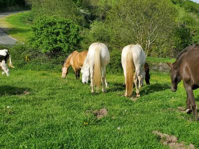 Pension pré - elevage hays chevaux lusitaniens (63)