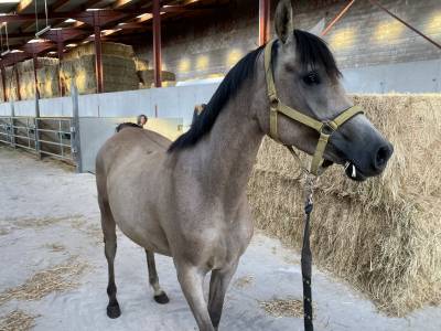 Hongre psar - 3 ans