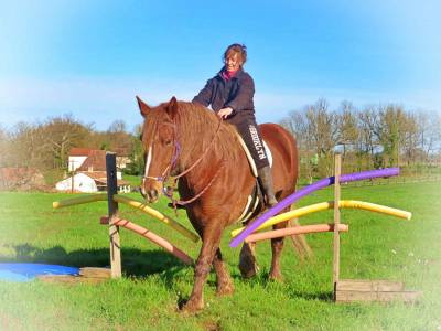 Gelding english thoroughbred for sale 2019 bay