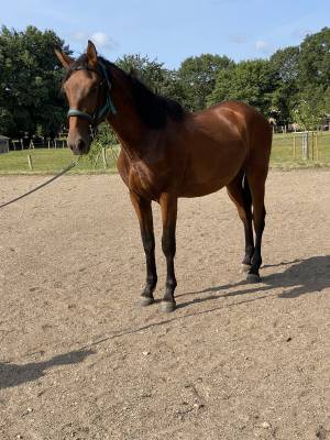 Gelding pre pure spanish bred for sale 2021 bay