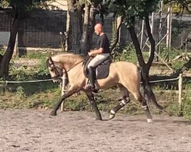 Stallion lusitano for sale 2020 buckskin