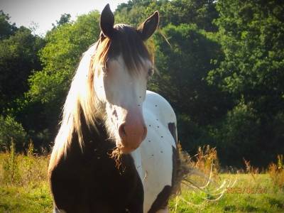 Paint horse - magnifique et très gentil mâle apha/sire 