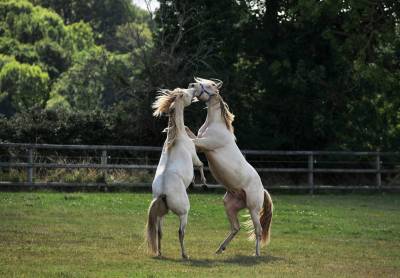 Haras des sylves - elevage de chevaux ibériques / sport