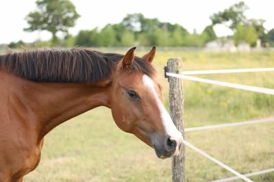 Castrone kwpn cavallo da sport neerlandese in vendita 2011 baio ,  phin phin