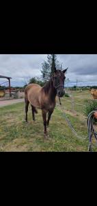 Yegua quarter horse en venta 2020 grullo por bucks king dun
