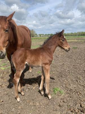 Puledro pfs pony francese da sella in vendita 2023 baio