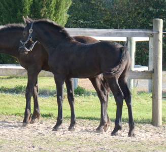 Filly friesian for sale 2023 black