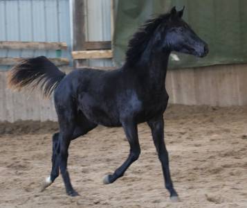Puledra kwpn cavallo da sport neerlandese in vendita 2022 nero ,  galaxie