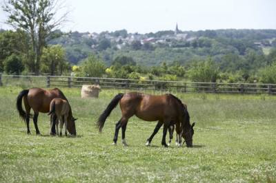 Equestrian property  mayenne