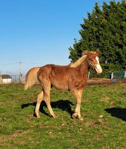 Colt french saddle pony for sale 2023 chesnut