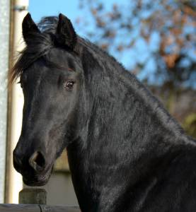 Filly friesian for sale 2021 black
