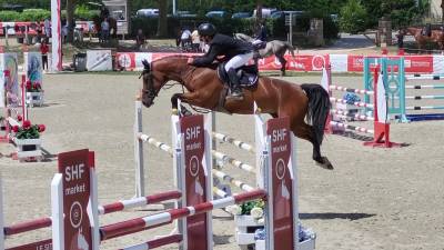 Merrie belgisch sportpaard te koop 2017 donker bruin / bai ,  couleur latour
