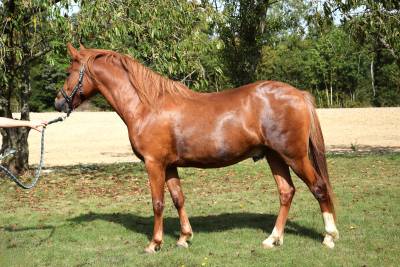 Hongre new forest 2 ans