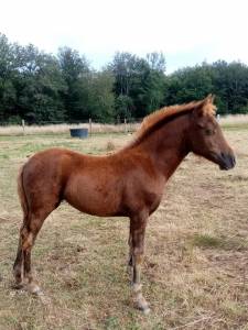 Filly new forest for sale 2023 other color