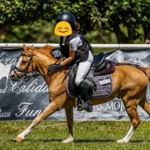 Gelding welsh pony (section a) for sale 2005 chesnut