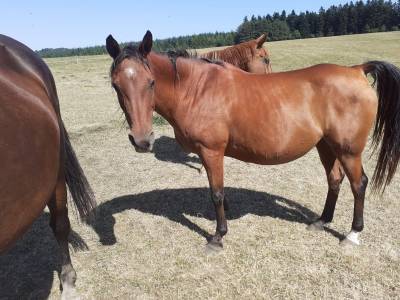 Mare arabian thoroughbred for sale 2006 bay