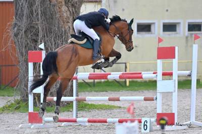 Gentil hongre 12 ans cheval de sport polonais 