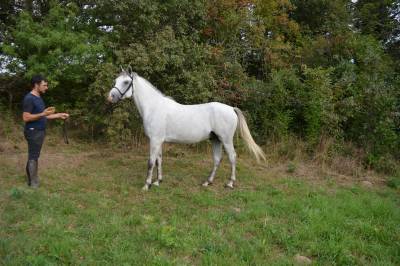 Castrone pfs pony francese da sella in vendita 2017 grigio ,  dexter leam pondy
