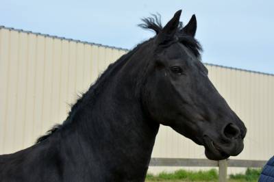 Mare friesian for sale 2018 black