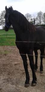 Entire friesian for sale 2023 black