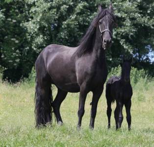 Entire friesian for sale 2024 black