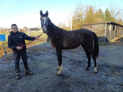 A vendre poulain de 2 ans de chacco-white