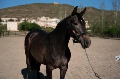Mare pre pure spanish bred for sale 2018 other color