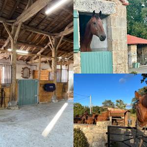 Pension box/pré - ecurie de propriétaires (85)