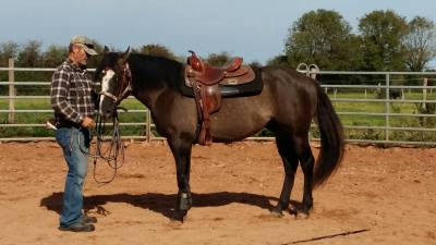 Quarter horse hongre grullo 4 ans