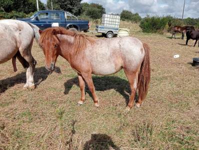 Filly curly for sale 2022 roan