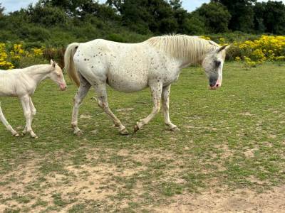 Jument type appaloosa/creme