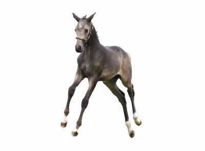 Puledra pfs pony francese da sella in vendita 2023 louvet