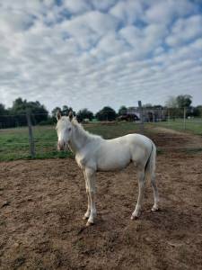 Filly welsh part bred for sale 2023 cream