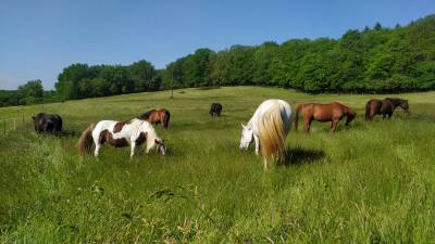 Pension pour chevaux - perig'horses pension (24)