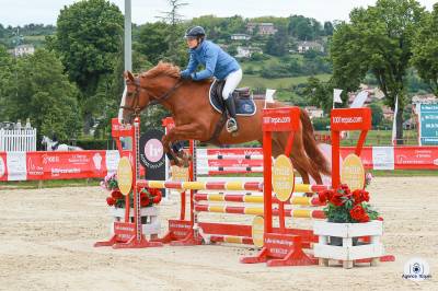 Yegua sbs caballo de deporte belga en venta 2020 alazán