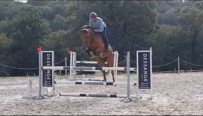 Hongre 7 ans par le coultre de muze