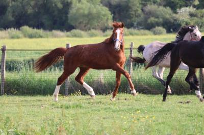 Colt selle français for sale 2023 liver chestnut