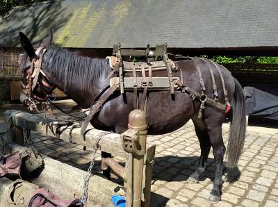 Merrie andere paarden rassen te koop 2013 donker bruin / bai