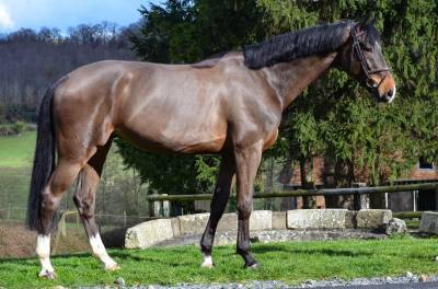 Castrone kwpn cavallo da sport neerlandese in vendita 2016 baio