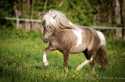 Entire shetland pony for sale 2023 chesnut