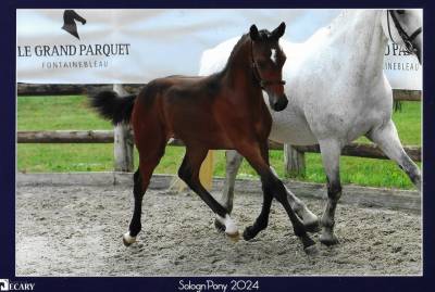 Puledro pfs pony francese da sella in vendita 2023 baio ,  montbazillac du lin