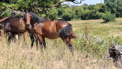 Potro pfs poni françés de silla en venta 2023 bayo por montbazillac du lin