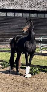 Cavalla kwpn cavallo da sport neerlandese in vendita 2020 baio scuro ,  le formidable