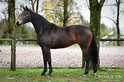 Mare Hanoverian For sale 2018 Bay